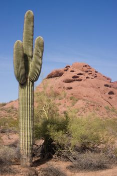 Long sharp spines protect this cactus from predators