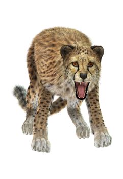 3D digital render of a big cat cheetah hunting isolated on white background