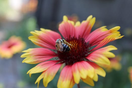 Honey bee collecting pollen on a flower.