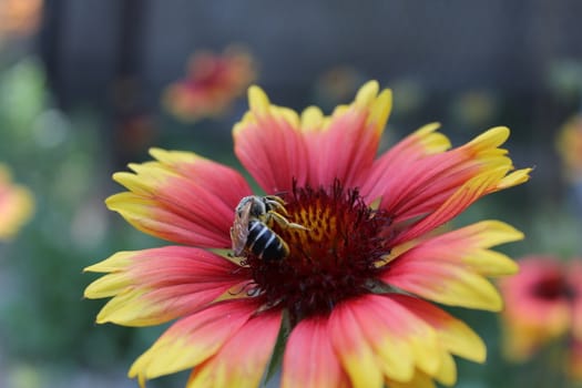 Honey bee collecting pollen on a flower.
