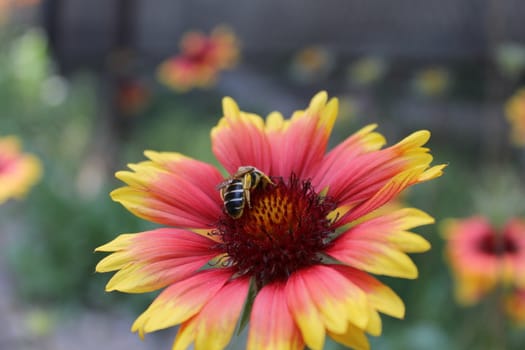 Honey bee collecting pollen on a flower.