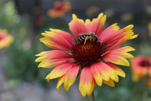 Honey bee collecting pollen on a flower.