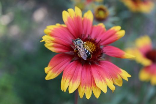 Honey bee collecting pollen on a flower.