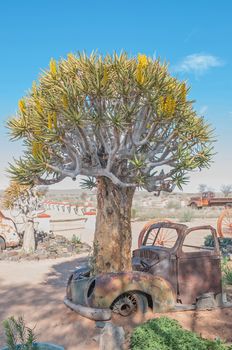 FISH RIVER CANYON, NAMIBIA - JUNE 17, 2011: A flowering quiver tree growing through the bonnet of an old car at a lodge near the Fish River Canyon