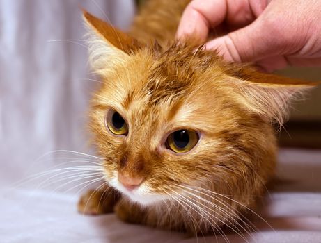 The muzzle pet - red wet cat closeup