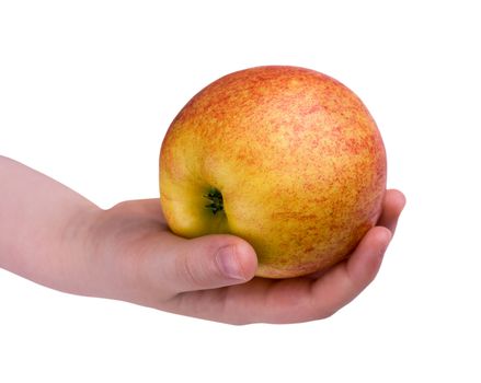 Yellow - red ripe apple in children's hands on a white background
