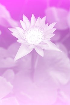 pink Lotus in pond focus on lotus