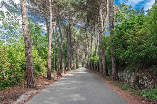 avenue of trees in the city