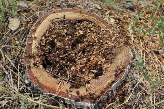 Stump of sick birch. Sick felled tree with rotten interior.