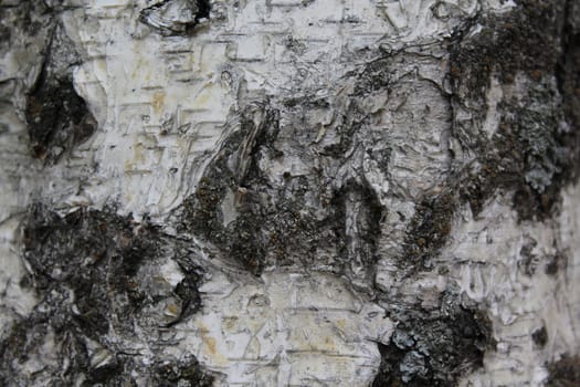 Birch bark natural texture natural background.