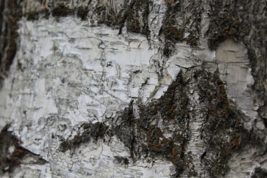 Birch bark natural texture natural background.