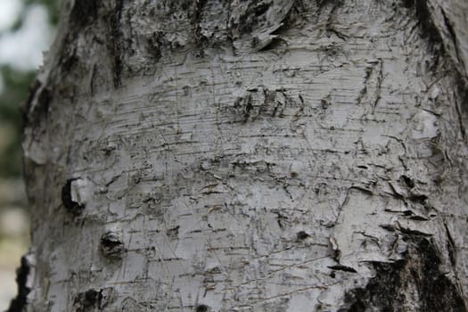 Birch bark natural texture natural background.