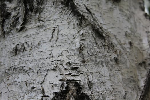 Birch bark natural texture natural background.