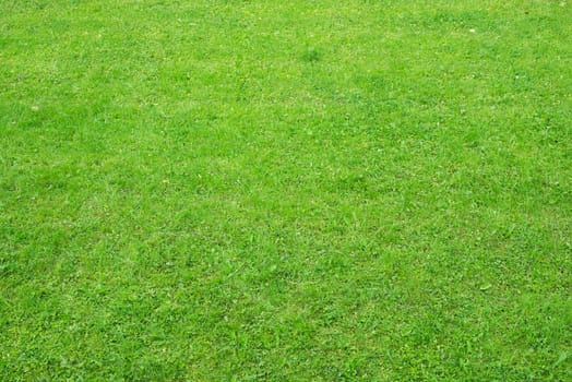 Green grass with plants, nature background. Close-up view