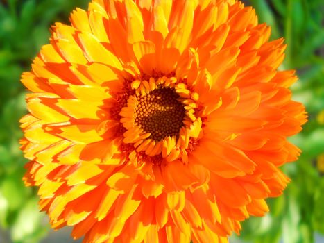 orange zinnia flower background