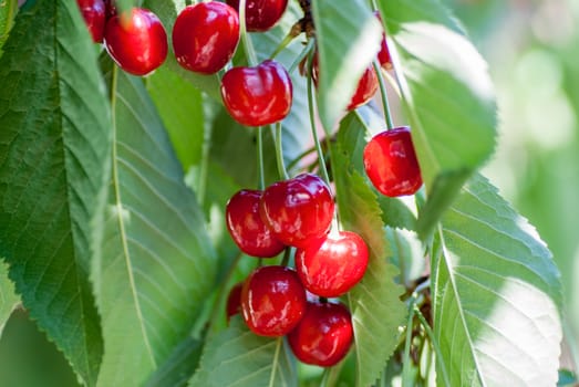 Red cherries on a tree branch over green background