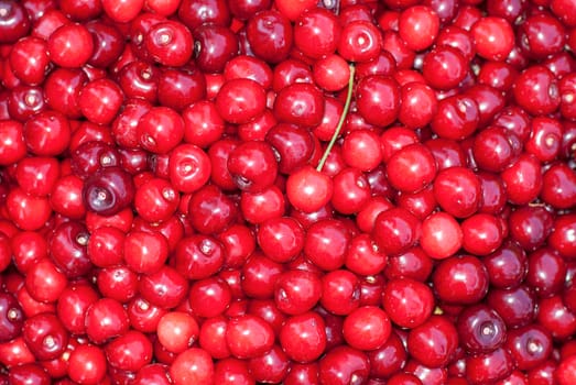 Bunch of fresh, juicy, ripe cherries