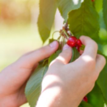 Female hands harvesting cherry from tree.  blur background with shallow depth of field bokeh effect