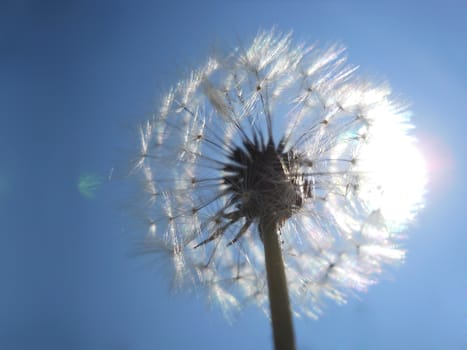 white dandelion and blue sky







white dandelion