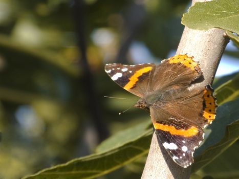 butterfly on fig tree