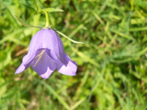 carpatica bellflower in meadow