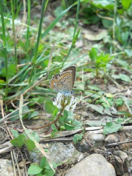 Colorful butterfly on clover flower