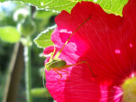 green grasshopper on pink flower