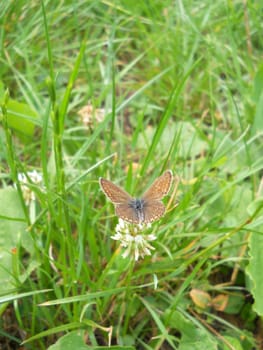 Brown butterfly on clover flower
