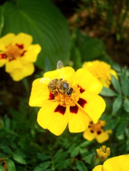 bee on yellow flower