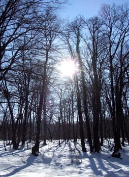 Snow in Forest in winter







Forest winter