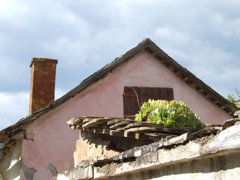 roofs and houseleek rural village