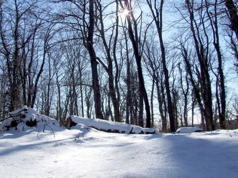 snow in forest in  winter







winter in forest