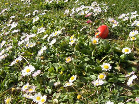 red easter egg and daisy macro outdoor in meadow