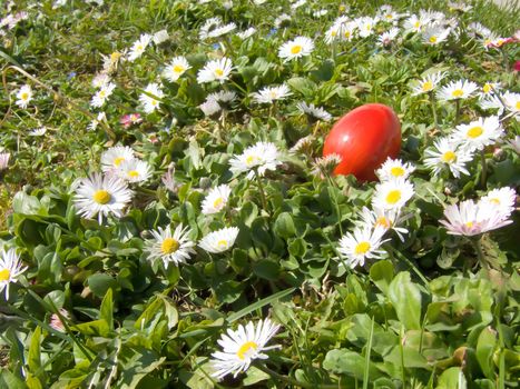 red easter egg and daisy macro outdoor in meadow