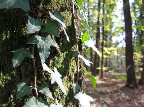 ivy on tree fall in forest