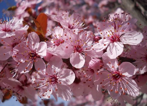 prunus Cerasifera Nigra Tree Purple Leaved Plum Trees