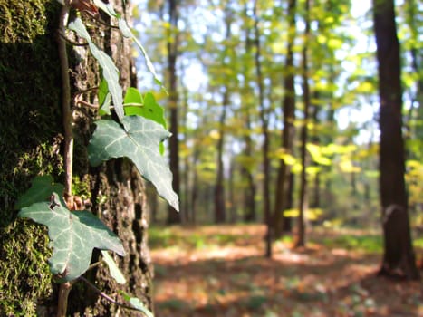 ivy on tree fall in forest