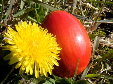 easter egg and dandelion macro outdoor in meadow
