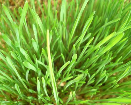 sprouted grain macro cultivated detail