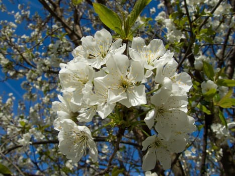 beautiful spring white cherry blossom tree flowers