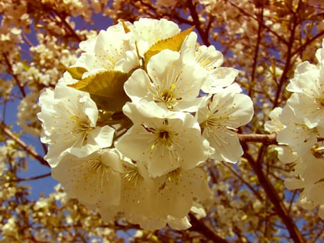 cherry tree flower buds vintage photo