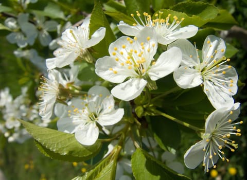 beautiful spring white cherry blossom tree flowers