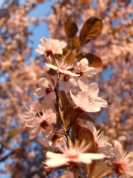 prunus Cerasifera Nigra Tree Purple Leaved Plum Trees