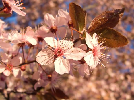 prunus Cerasifera Nigra Tree Purple Leaved Plum Trees