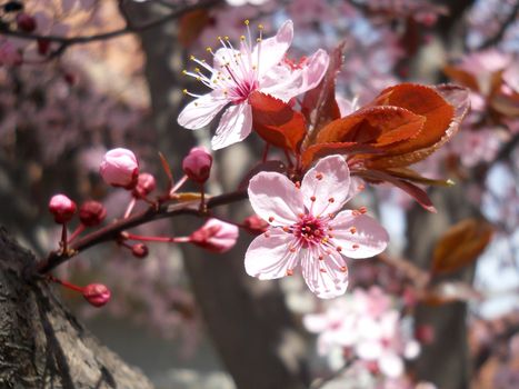 prunus Cerasifera Nigra Tree Purple Leaved Plum Trees