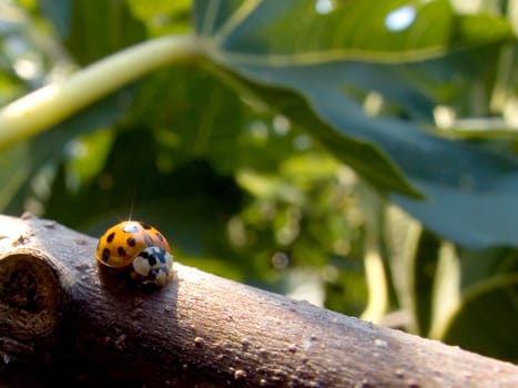 yellow ladybug on figg tree







yellow ladybug