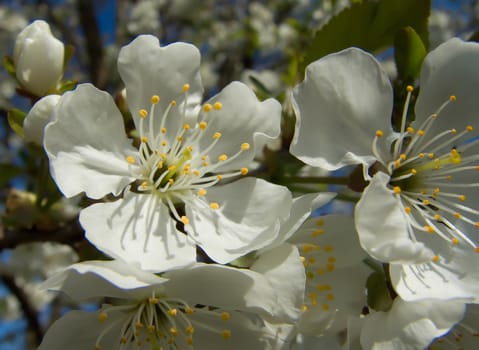 beautiful spring white cherry blossom tree flowers