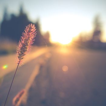 Retro Vintage Soft Focus Empty Street With Grass And Lens Flare