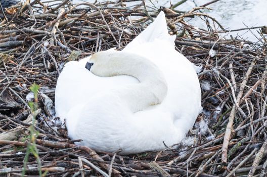 Mute swan at its nest with eggs in an urban park.