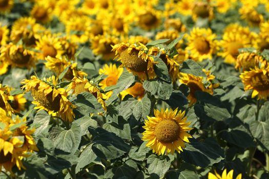 sunflower in field close up